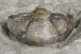 Bargain, .42" Wide, Enrolled Acernaspis Trilobite - Quebec - #164441-3